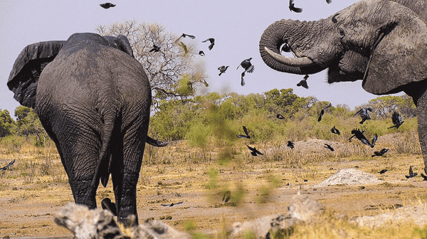 Conservation By Foreign Decree