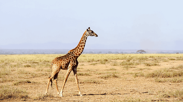 Why Is Kenya’s Wildlife Policy 60 Years Behind Southern Africa?