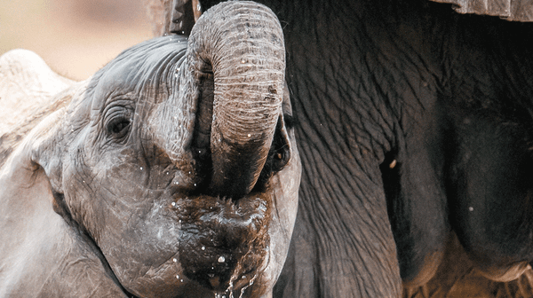 The Curious Case of Tuskless Elephants