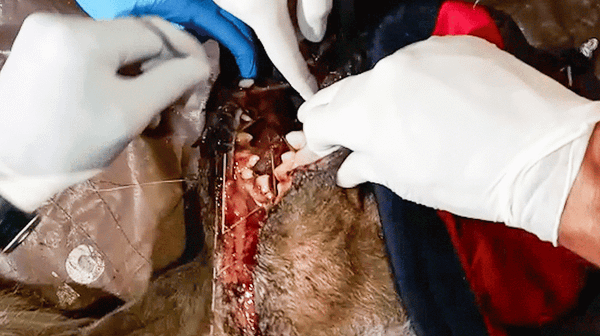 Snarebusters: Dealing with Different Levels and Types of Poaching (8-minute Video)