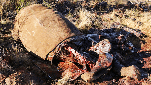 The Poaching Diaries