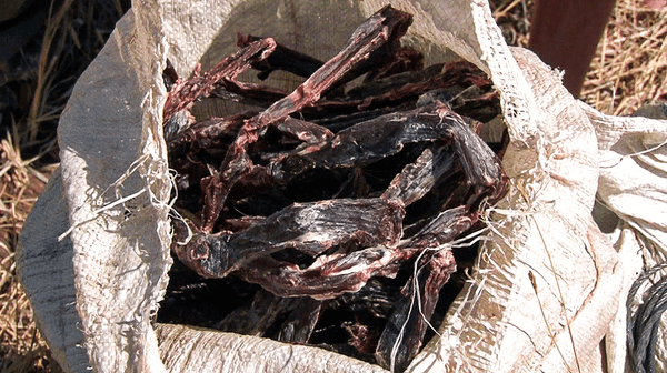 What's in a Poacher's Backpack? (6-Minute Video)