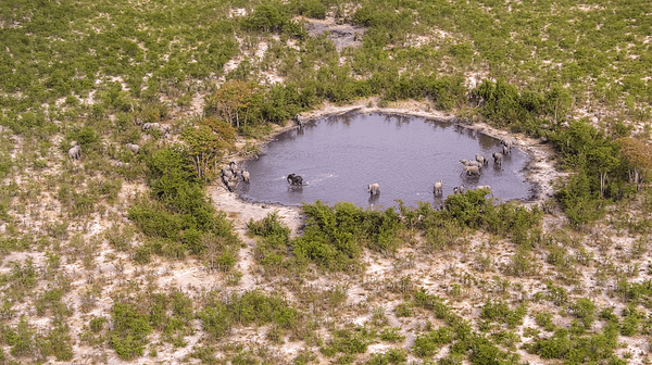 How Many Elephants Are There in Botswana? (4-minute Video)