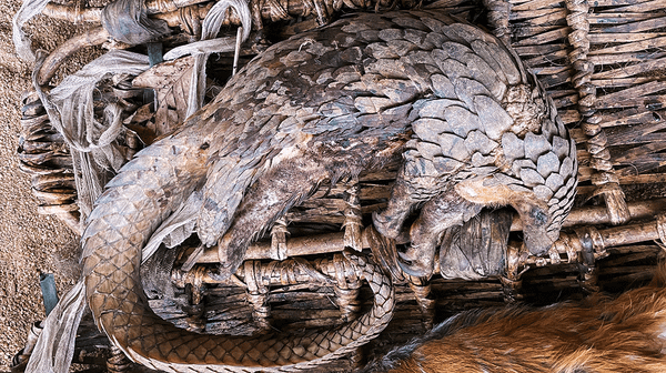 Getting Poached Bushmeat to Market