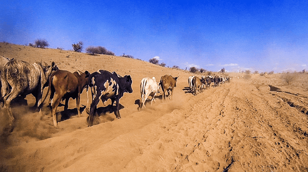 The Tragedy of the Commons