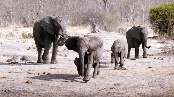 Has IFAW Hijacked The South African National Parks Management Policies?