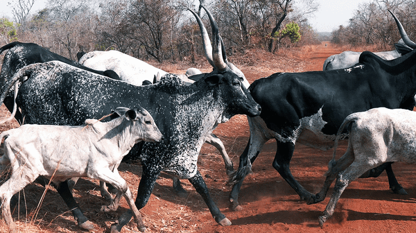 The Issue of Nomads and Their Cattle (5-minute Video)