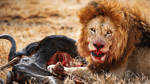 The Commodification of Wildlife