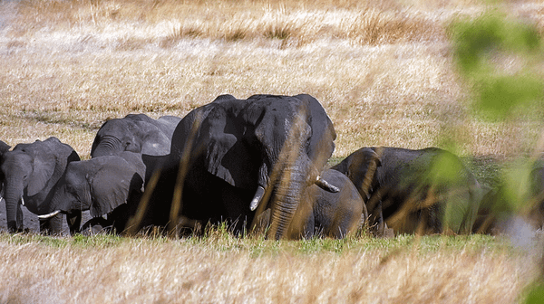 Socio-ecological Systems (5-minute Video)