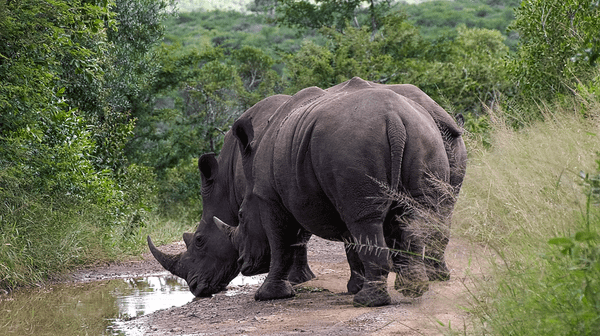 Can Africa Afford to Protect Its Wildlife?