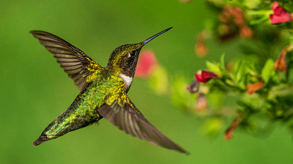 Still My Beating Heart: Killing Hummingbirds for Love