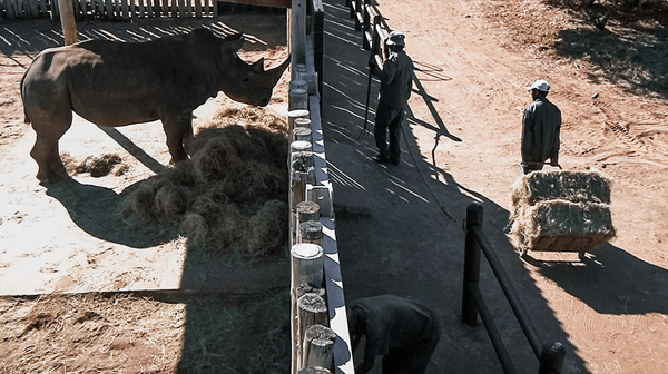 Do Trade Bans Protect Wildlife? (4-minute Video)