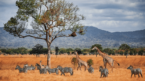 Property Rights and Economic Efficiency