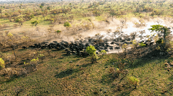 How to Maintain a Game Reserve in Tanzania (16-minute Video)