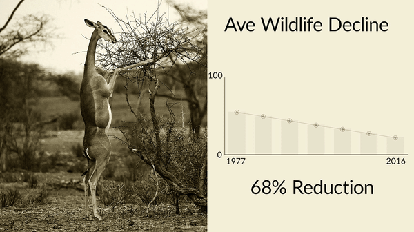 Wildlife Versus Livestock: The Numbers Game (5-minute Video)