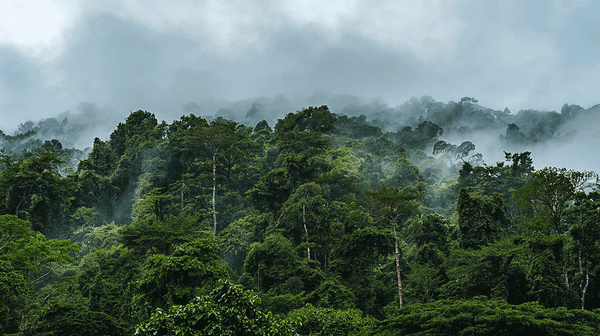 Conservation vs. Livelihoods: The Complex Challenge of Wildlife Protection in Africa