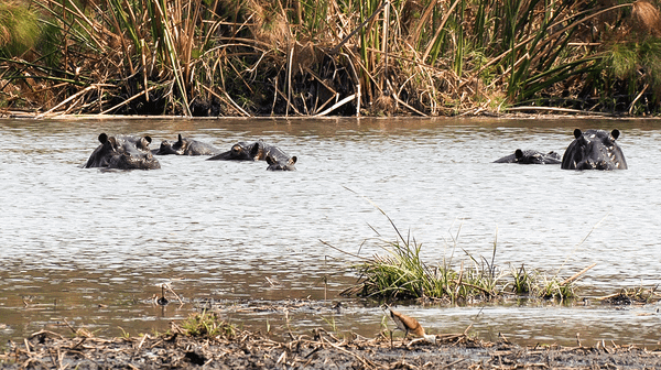 The Busanga Plains: A Wetland Paradise Under Pressure