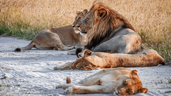 Simon Says – A Reversal of The Game: Pay Close Attention to What Those Who Wish to Ban Trophy Hunting Say