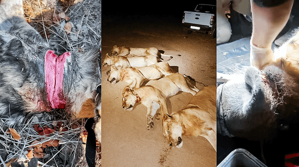 The Economics of Wildlife Rescue (You Can’t Save Everything) (5-minute Video)