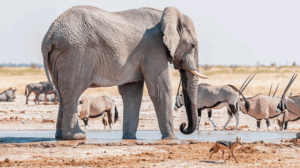 Frame of Reference: Diverging Perceptions of Wildlife Conservation in Africa