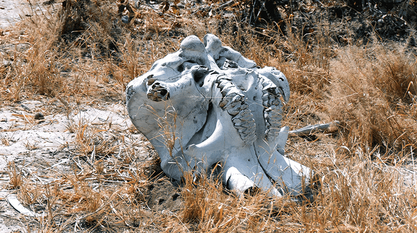 No Bullet, No Buffer: Why Wildlife Corridors Disappear When Hunters Do