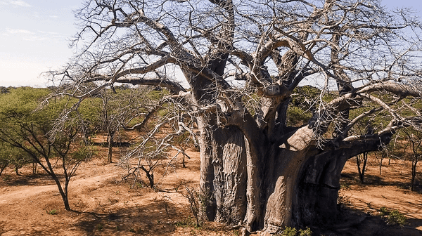 The Canary in the Coal Mine?