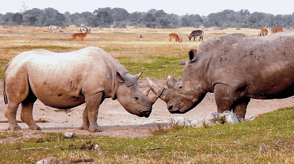 South Africa's Ruling Reignites the Rhino Horn Debate