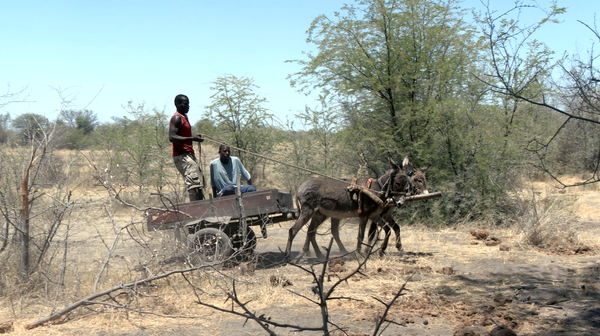 How Many Domestic Goat Conservation Conferences Are There?