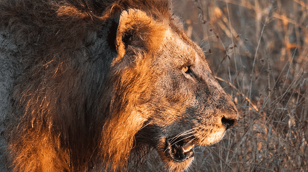 Priceless but Worthless