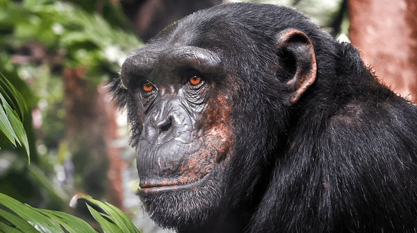 From Killing Fields to Carbon Credits: The Reinvention of Chinko