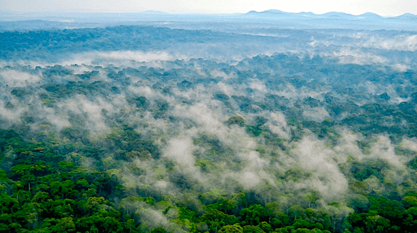 Global Biodiversity Loss, Ecosystem Collapse and National Security