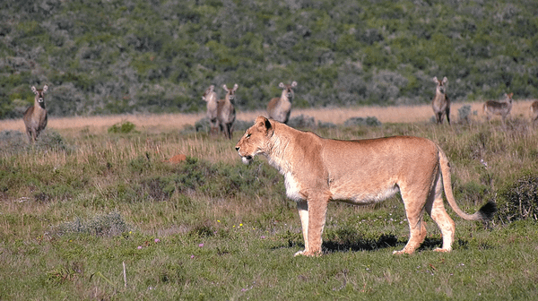 The Conservation Funding Paradox