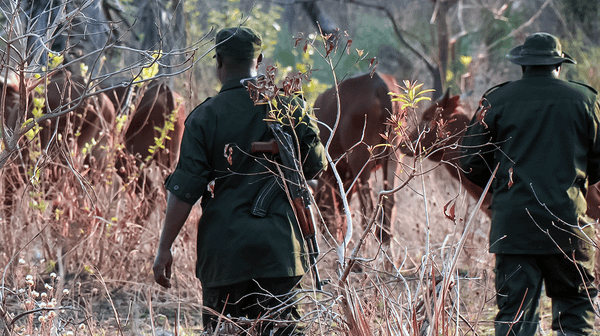 Reclaiming a Lost Wilderness (5-minute Video)
