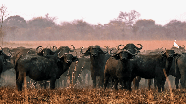 A Wilderness on the Edge (Full Documentary 26 minutes)