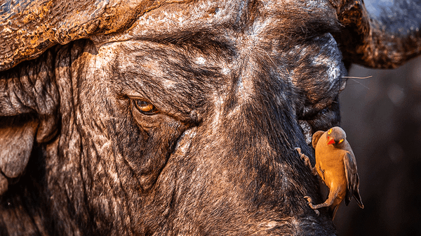 The Cost of Free: Why Unpriced Nature Disappears