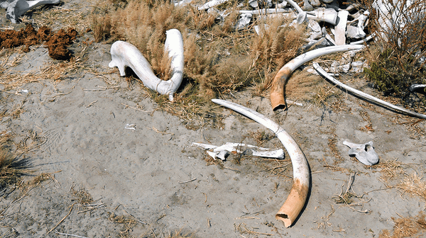 It’s World Wildlife Day: Show me the Money