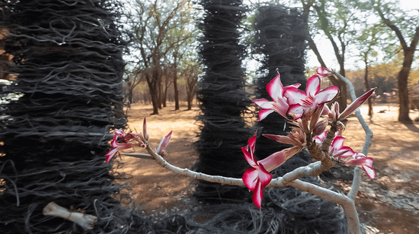 A Proactive Approach to Conservation (9-minute Video)