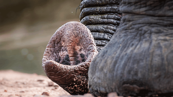 Loss of Africa’s Larger Mammals Has Reduced Essential Ecosystem Functions