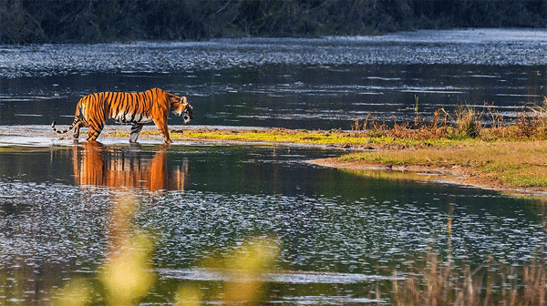 Conservation Success versus Human Costs