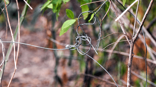 Signature Snarelines: Unmasking Poacher Identities in the Wild (5-minute Video)