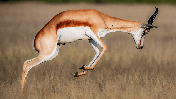 17 Permits to sell a Springbok and one to sell a Sheep?