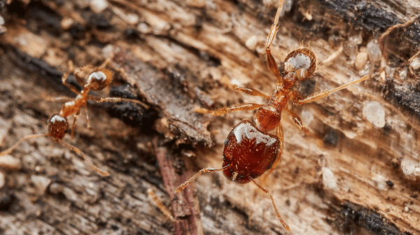 Disruption of Ant-plant Mutualism is Sabotaging Lion Hunts in Laikipia, Kenya