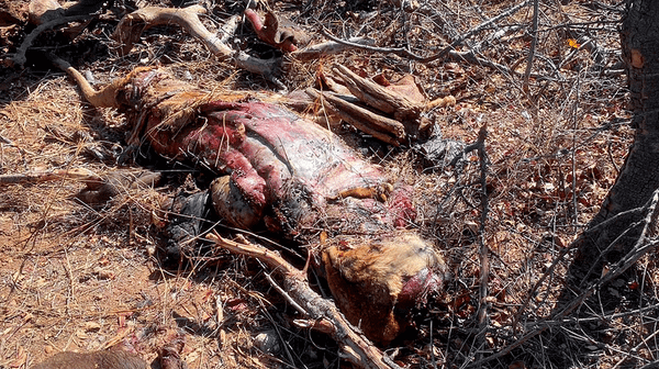 Poison and Wire: How Lions Disappear (8-minute Video)