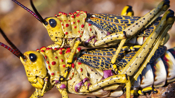 Does a Locust Have Feelings?