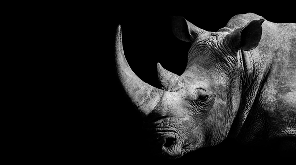 The Plot Thickens on the Case of Legal Rhino Horn Trade in South Africa
