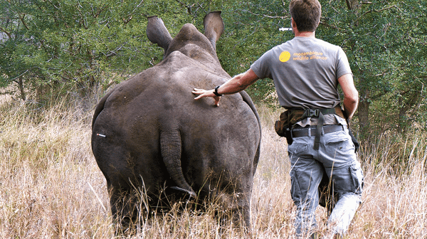Collaboration in Action: The Mozambique Wildlife Alliance (Full Documentary: 32 minutes)