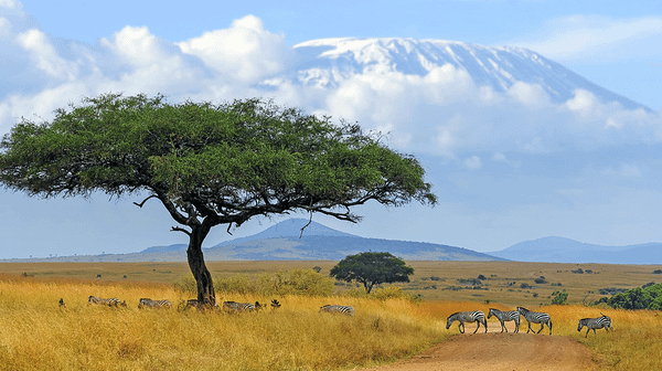 Who Pays for Africa's Wildlife?