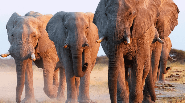 A Declaration Signed by People Who Will Never Live with Wildlife