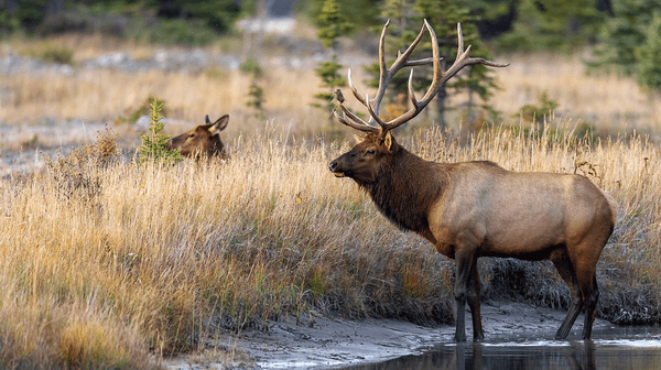 Who Pays for America's Wildlife?