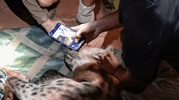 Collaring a Spotted Hyena (15-minute Video)